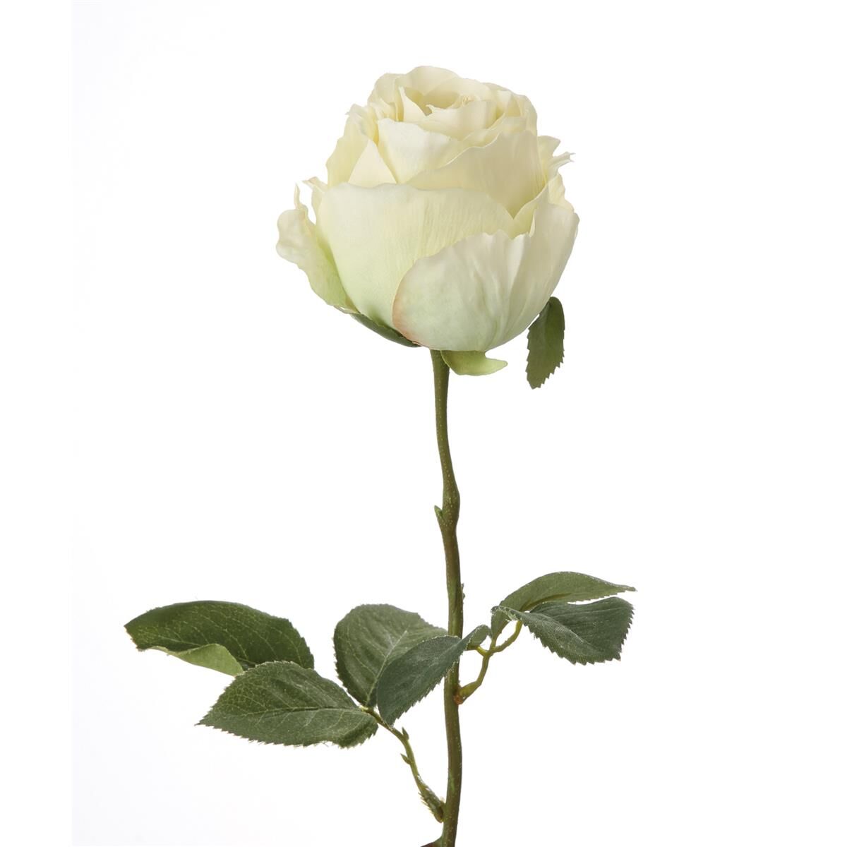 Fink ROSE Paloma