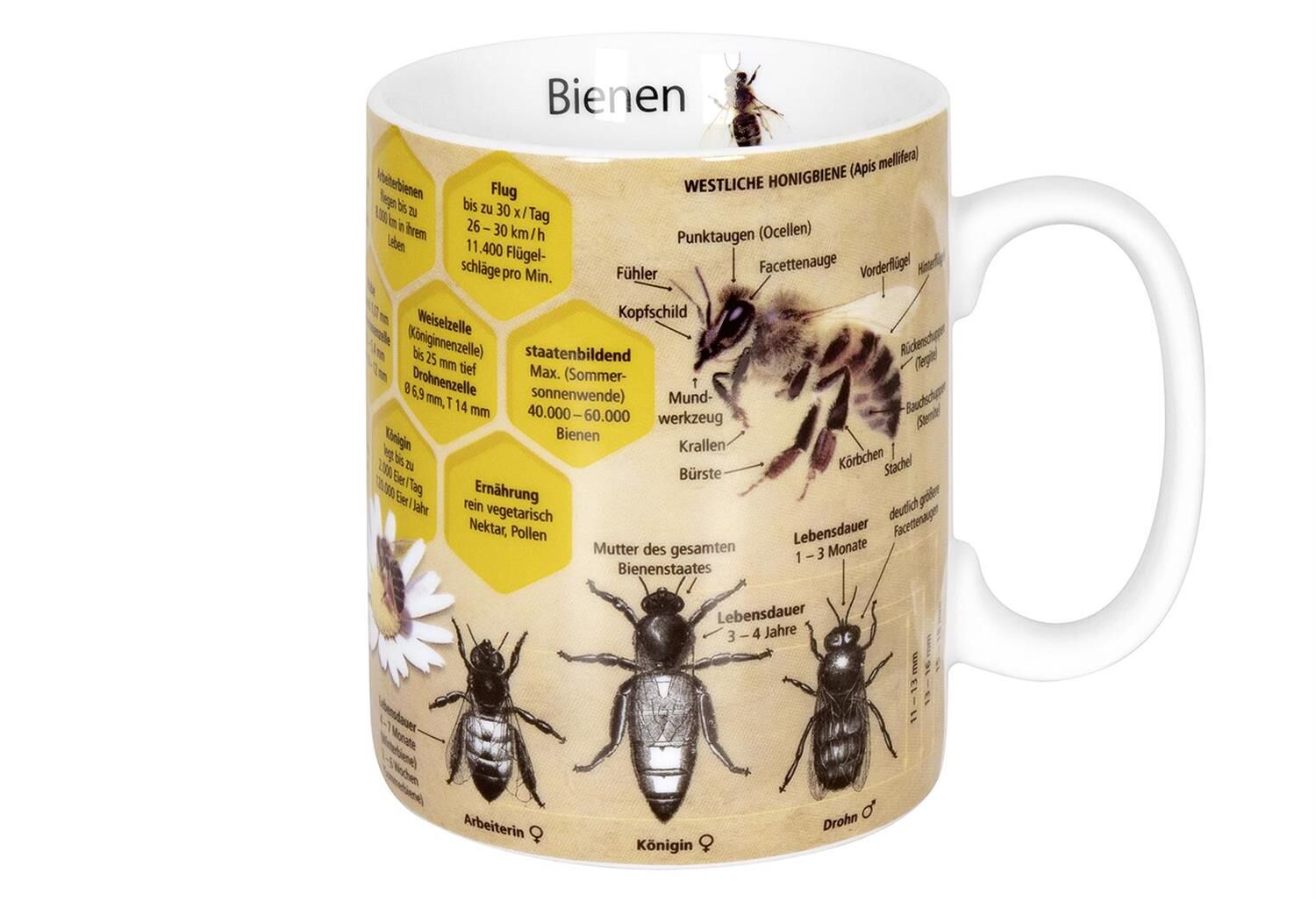 KÖNITZ Kaffeebecher Wissensbecher Biene 490ml